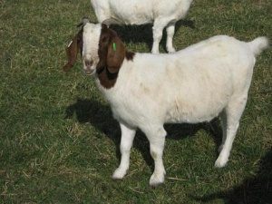 boer-goat