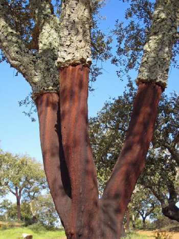 cork-tree