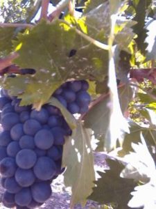 grapes-on-the-vine