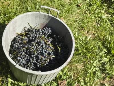 TuscanGrapes