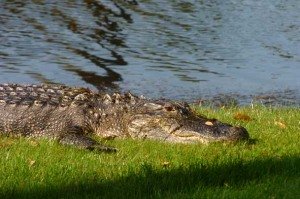 alligator