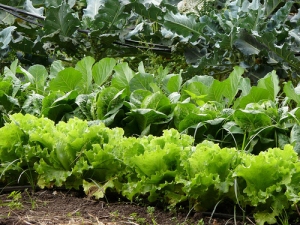 local-lettuce