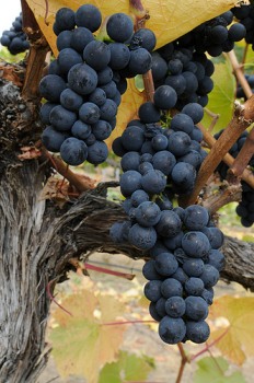 pinot-noir-grapes